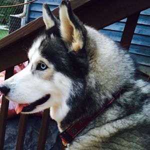 Meet your Posher, Pennie